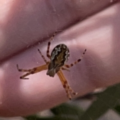 Araneus hamiltoni at Russell, ACT - 20 Oct 2023 02:06 PM