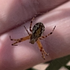 Araneus hamiltoni at Russell, ACT - 20 Oct 2023 02:06 PM