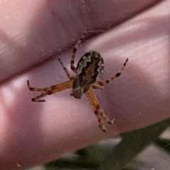 Araneus hamiltoni at Russell, ACT - 20 Oct 2023 02:06 PM