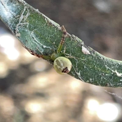 Australomisidia sp. (genus) (Flower spider) at Russell, ACT - 20 Oct 2023 by Hejor1