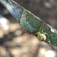 Australomisidia sp. (genus) at Russell, ACT - 20 Oct 2023