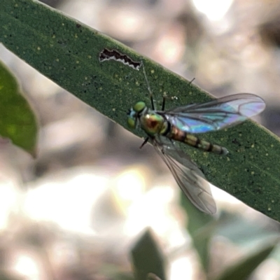 Dolichopodidae (family) (Unidentified Long-legged fly) at Russell, ACT - 20 Oct 2023 by Hejor1