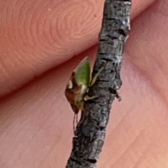 Eupolemus angularis at Russell, ACT - 20 Oct 2023 02:14 PM