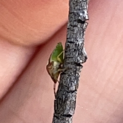 Eupolemus angularis at Russell, ACT - 20 Oct 2023 02:14 PM