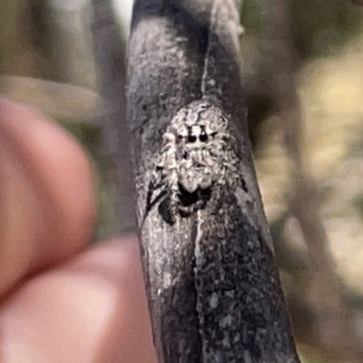 Cytaea aspera (Grey Striped Bark Jumper) at Russell, ACT - 20 Oct 2023 by Hejor1