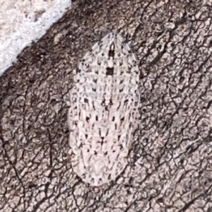 Stenocotis sp. (genus) at Russell, ACT - 20 Oct 2023