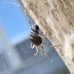 Theridiidae (family) (Comb-footed spider) at Russell, ACT - 20 Oct 2023 by Hejor1