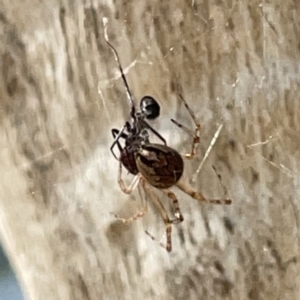 Theridiidae (family) at Russell, ACT - 20 Oct 2023