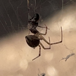 Theridiidae (family) at Russell, ACT - 20 Oct 2023