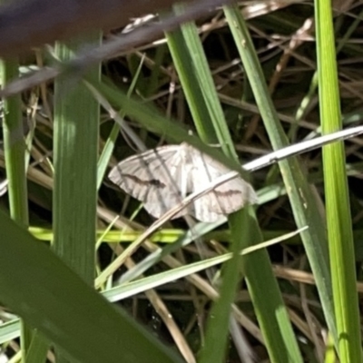 Taxeotis endela (Looper or geometer moth) at Mount Ainslie to Black Mountain - 20 Oct 2023 by Hejor1