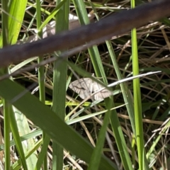 Taxeotis endela at Campbell, ACT - 20 Oct 2023