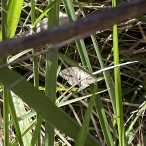 Taxeotis endela at Campbell, ACT - 20 Oct 2023