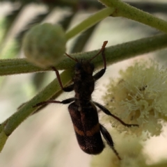 Eleale pulchra at Campbell, ACT - 20 Oct 2023 04:46 PM