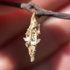 Hyalarcta nigrescens (Ribbed Case Moth) at Campbell, ACT - 20 Oct 2023 by Hejor1