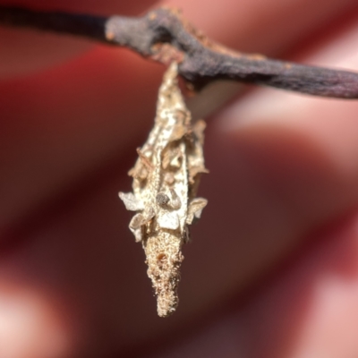 Hyalarcta nigrescens (Ribbed Case Moth) at Mount Ainslie to Black Mountain - 20 Oct 2023 by Hejor1