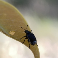 Euops sp. (genus) (A leaf-rolling weevil) at Campbell, ACT - 20 Oct 2023 by Hejor1