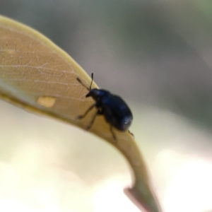 Euops sp. (genus) at Campbell, ACT - 20 Oct 2023