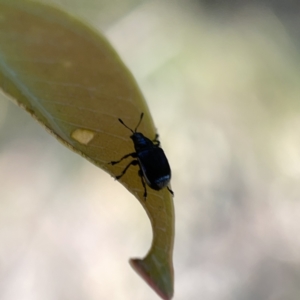 Euops sp. (genus) at Campbell, ACT - 20 Oct 2023