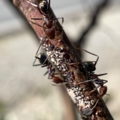 Coccoidea (superfamily) (Mealy bug or scale insect) at Campbell, ACT - 20 Oct 2023 by Hejor1