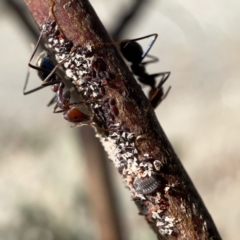 Coccoidea (superfamily) at Campbell, ACT - 20 Oct 2023 04:49 PM