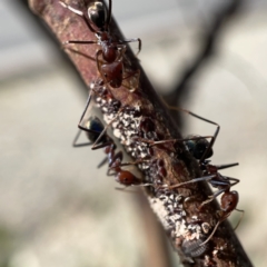 Iridomyrmex purpureus (Meat Ant) at Mount Ainslie to Black Mountain - 20 Oct 2023 by Hejor1