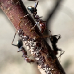 Iridomyrmex purpureus at Campbell, ACT - 20 Oct 2023