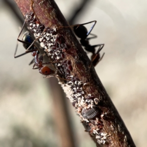 Iridomyrmex purpureus at Campbell, ACT - 20 Oct 2023