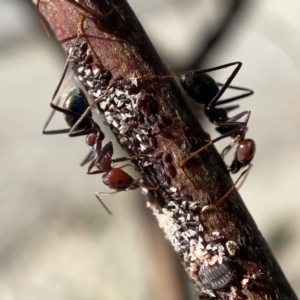 Iridomyrmex purpureus at Campbell, ACT - 20 Oct 2023