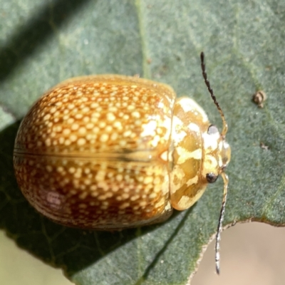 Paropsisterna cloelia (Eucalyptus variegated beetle) at Campbell, ACT - 20 Oct 2023 by Hejor1