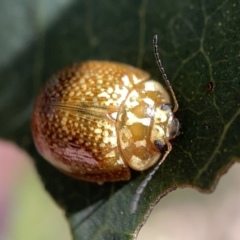 Paropsisterna cloelia at Campbell, ACT - 20 Oct 2023 04:50 PM