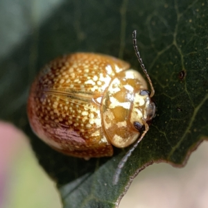 Paropsisterna cloelia at Campbell, ACT - 20 Oct 2023 04:50 PM