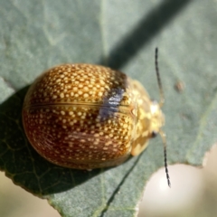 Paropsisterna cloelia at Campbell, ACT - 20 Oct 2023