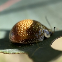 Paropsisterna cloelia at Campbell, ACT - 20 Oct 2023