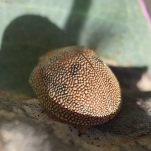 Paropsis atomaria at Campbell, ACT - 20 Oct 2023 04:59 PM