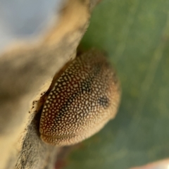 Paropsis atomaria at Campbell, ACT - 20 Oct 2023 04:59 PM