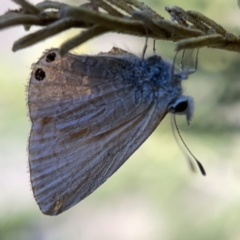 Nacaduba biocellata (Two-spotted Line-Blue) at Campbell, ACT - 20 Oct 2023 by Hejor1