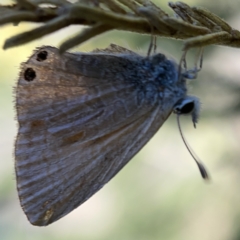 Nacaduba biocellata at Campbell, ACT - 20 Oct 2023