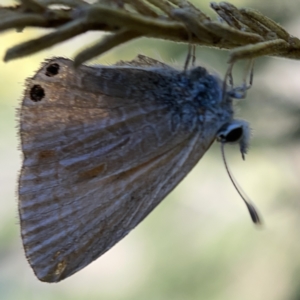 Nacaduba biocellata at Campbell, ACT - 20 Oct 2023