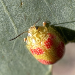 Paropsisterna fastidiosa at Campbell, ACT - 20 Oct 2023