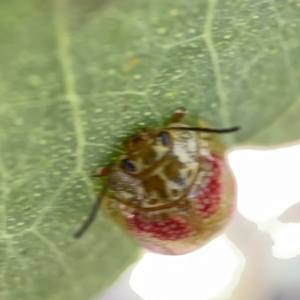 Paropsisterna fastidiosa at Campbell, ACT - 20 Oct 2023 05:04 PM