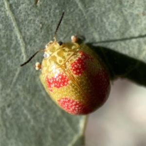 Paropsisterna fastidiosa at Campbell, ACT - 20 Oct 2023 05:04 PM