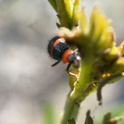 Dicranolaius bellulus (Red and Blue Pollen Beetle) at Mount Ainslie to Black Mountain - 20 Oct 2023 by Hejor1