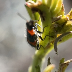 Dicranolaius bellulus at Campbell, ACT - 20 Oct 2023 05:05 PM