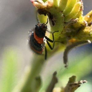 Dicranolaius bellulus at Campbell, ACT - 20 Oct 2023 05:05 PM