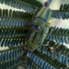 Calomela vittata (Acacia leaf beetle) at Mount Ainslie to Black Mountain - 20 Oct 2023 by Hejor1