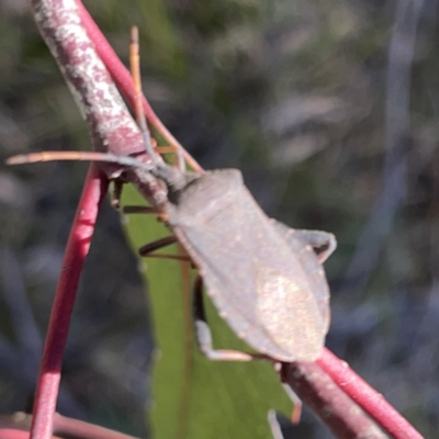 Amorbus sp. (genus) (Eucalyptus Tip bug) at Mount Ainslie to Black Mountain - 20 Oct 2023 by Hejor1