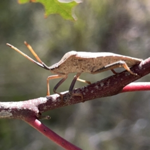 Amorbus sp. (genus) at Campbell, ACT - 20 Oct 2023