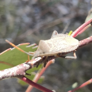 Amorbus sp. (genus) at Campbell, ACT - 20 Oct 2023