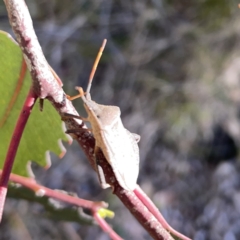 Amorbus sp. (genus) at Campbell, ACT - 20 Oct 2023