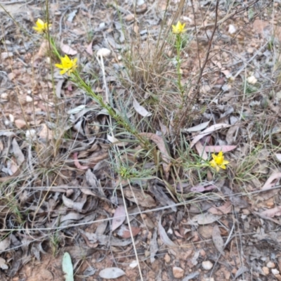 Xerochrysum viscosum (Sticky Everlasting) at Bungendore, NSW - 20 Oct 2023 by clarehoneydove